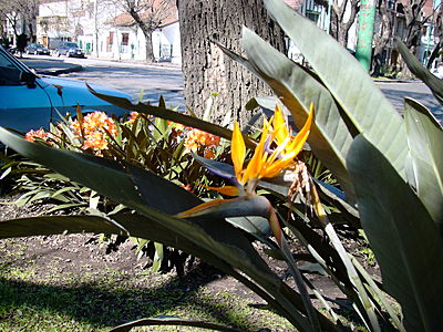 strassenblumen.JPG