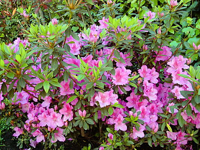 rododendron.JPG