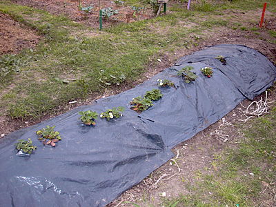 borda-erdbeeren.JPG