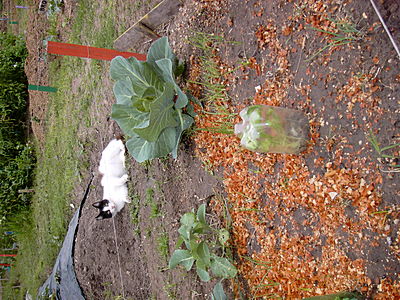 borda-katze-kohl-s.JPG