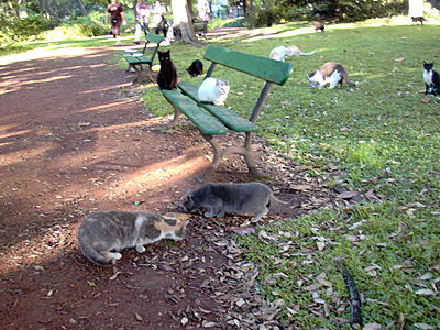 bot-katzen.JPG