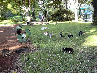 botanischergarten-katzen.jpg