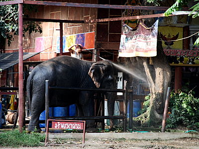 sonntags wash ich meinen elefant